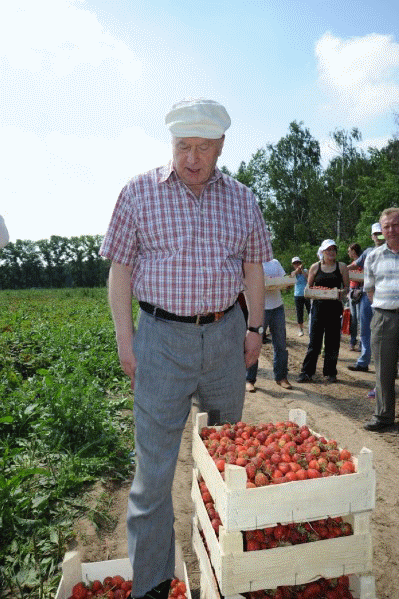 Жириновский и урожай клубники